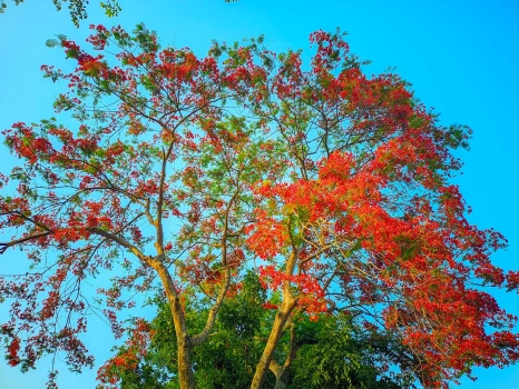 deshchitro-64628138f1c3d-160523010008.webp