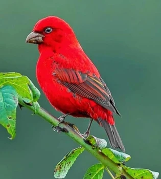 deshchitro-64b130eb3ed16-140723052635.webp