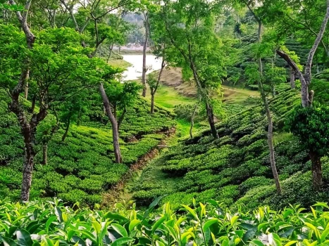 deshchitro-6809021d43a91-230425090709.webp